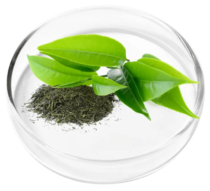 Vertigenics Green Tea Leaf Extract