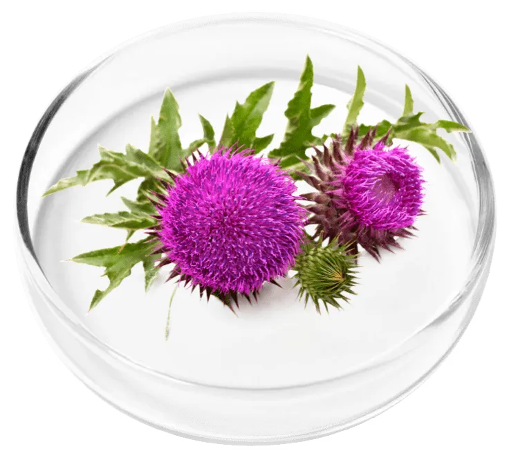 Vertigenics  Milk Thistle