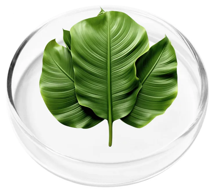 Vertigenics Banana Leaf